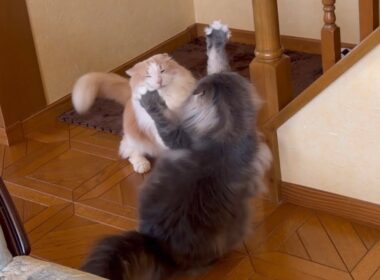 【ちょい怖】お兄ちゃんと遊びたい弟たちwwwノルウェージャンフォレストキャットとターキッシュアンゴラ