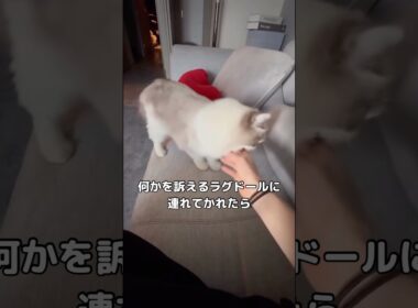 急に手を噛んできたラグドール。なんと一緒にお昼寝したくて連れてかれたみたい。 #ラグドール #ラグドール子猫 #長毛猫 #shorts