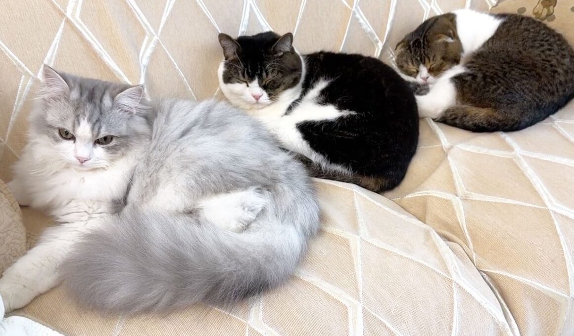 すっかり本当の親子みたいになった子猫と親子猫w