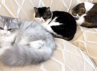 すっかり本当の親子みたいになった子猫と親子猫w