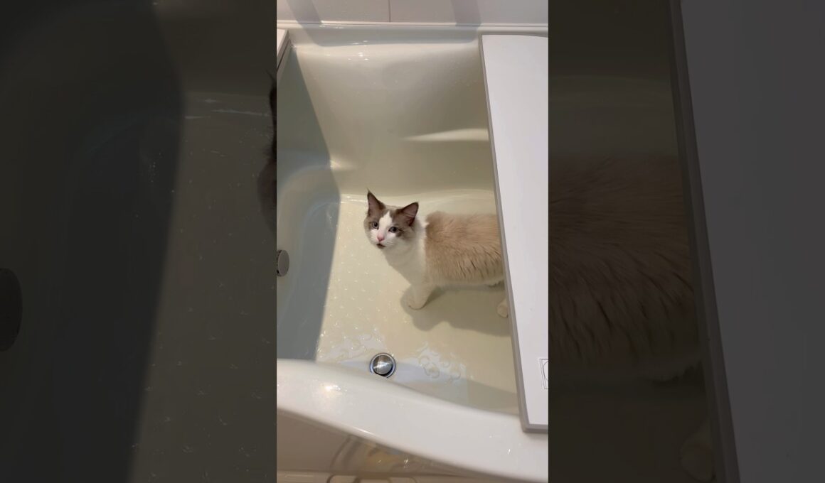 お湯を催促する猫 #ラグドール #cat  #ねこ