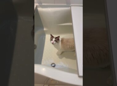 お湯を催促する猫 #ラグドール #cat  #ねこ