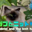 バーマン猫ガブとラフ【ガブとニット帽】Gabriel and the knit hat（バーマン猫）Birman/Cat