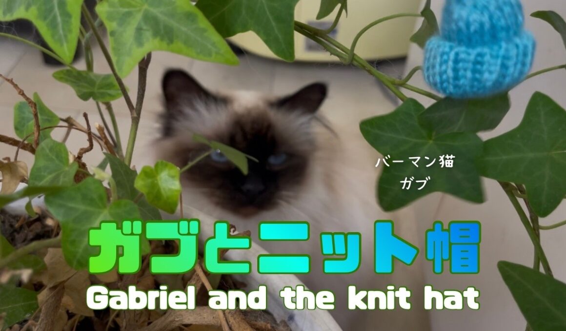 バーマン猫ガブとラフ【ガブとニット帽】Gabriel and the knit hat（バーマン猫）Birman/Cat