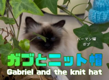 バーマン猫ガブとラフ【ガブとニット帽】Gabriel and the knit hat（バーマン猫）Birman/Cat