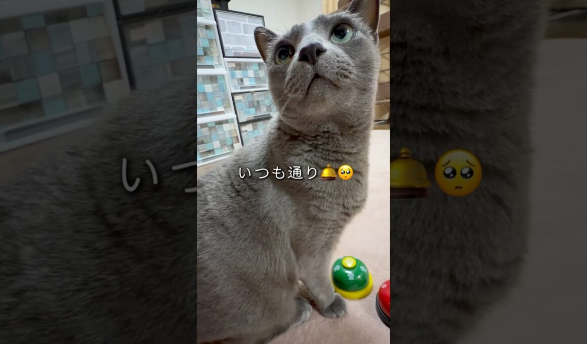 【ロシアンブルー】めろん...最近お水飲む量が増えてます。心配です🥺【猫】#shorts