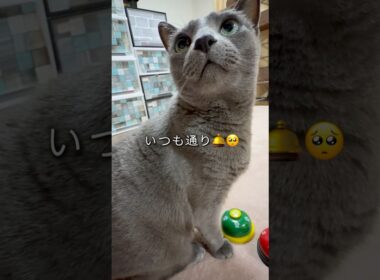 【ロシアンブルー】めろん...最近お水飲む量が増えてます。心配です🥺【猫】#shorts