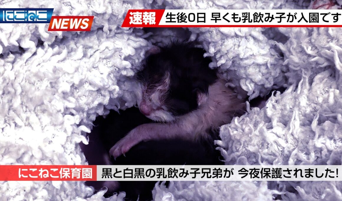 【にこねこ速報】今年初…！乳飲み子がやってきました！