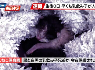 【にこねこ速報】今年初…！乳飲み子がやってきました！