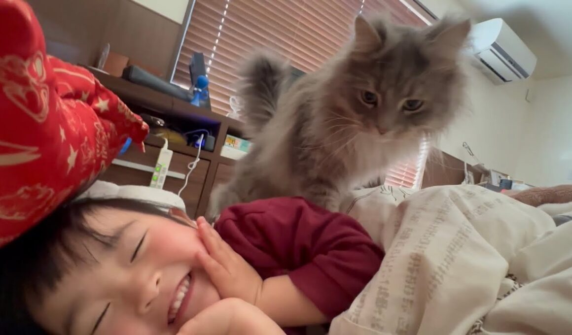 起きた気配を察して甘えに来る猫　サイベリアンThe cat senses that I'm awake and comes over to cuddle. Siberian