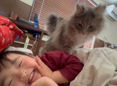 起きた気配を察して甘えに来る猫　サイベリアンThe cat senses that I'm awake and comes over to cuddle. Siberian