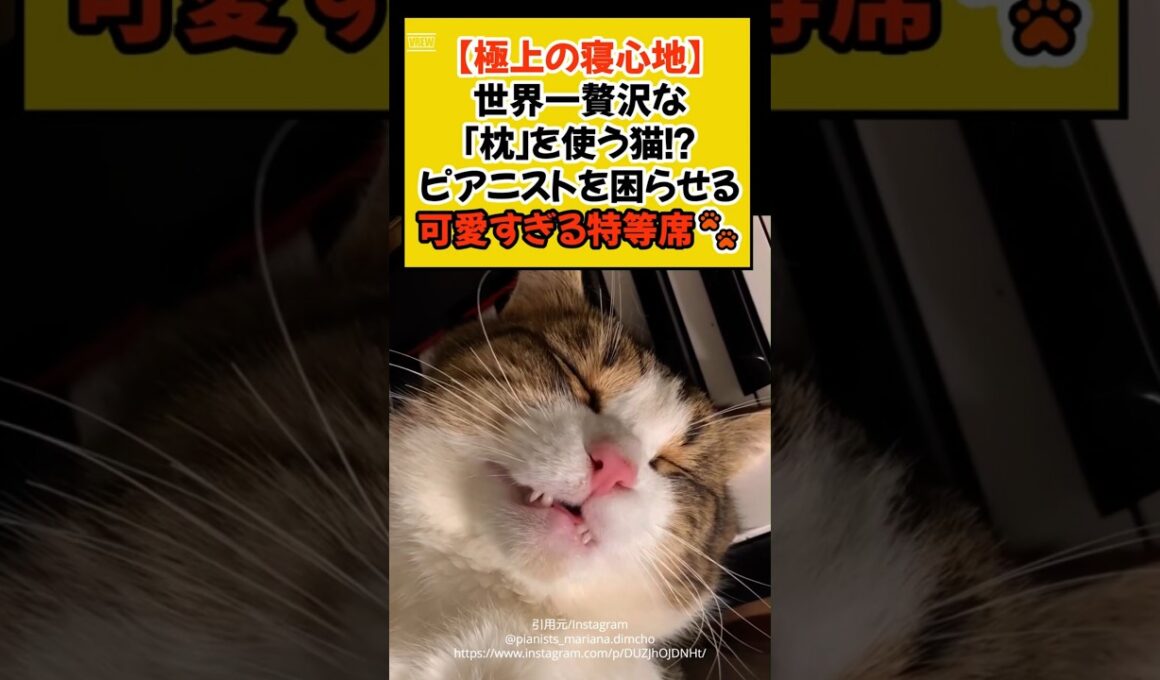 【極上の寝心地】世界一贅沢な「枕」を使う猫！？ピアニストを困らせる可愛すぎる特等席🐾 #shorts #ねこ #猫のいる暮らし #cat #ほっこり #青山龍星