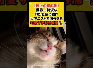 【極上の寝心地】世界一贅沢な「枕」を使う猫！？ピアニストを困らせる可愛すぎる特等席🐾 #shorts #ねこ #猫のいる暮らし #cat #ほっこり #青山龍星