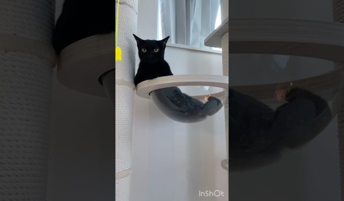 ねこは液体🐈‍⬛黒猫ボンベイ　#cat #ねこ #ねこのいる生活 #ねこのいる暮らし #ねこ動画 #猫 #猫好きさんと繋がりたい #かわいい #癒やし