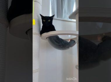 ねこは液体🐈‍⬛黒猫ボンベイ　#cat #ねこ #ねこのいる生活 #ねこのいる暮らし #ねこ動画 #猫 #猫好きさんと繋がりたい #かわいい #癒やし