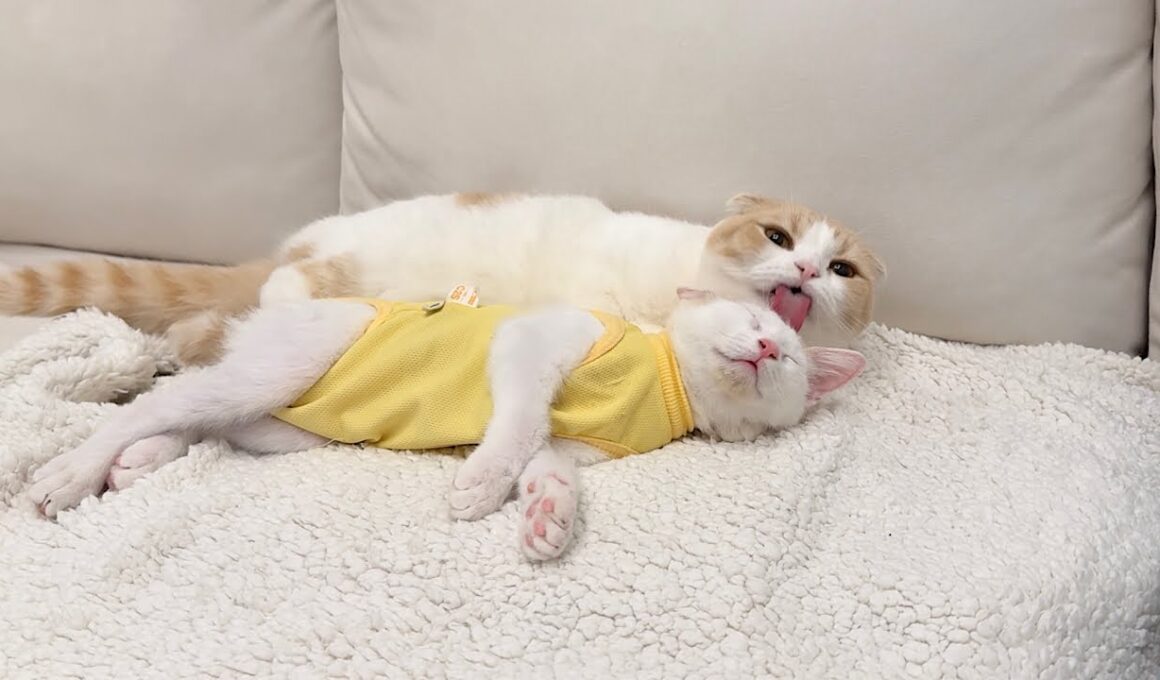 退院して帰ってきた子猫が心配で一日中お世話してくれてる先輩が優しすぎました…