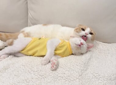 退院して帰ってきた子猫が心配で一日中お世話してくれてる先輩が優しすぎました…