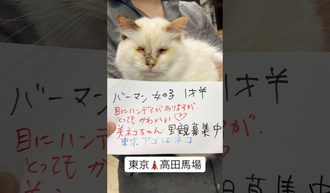 #バーマン　#里親募集中