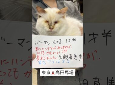 #バーマン　#里親募集中