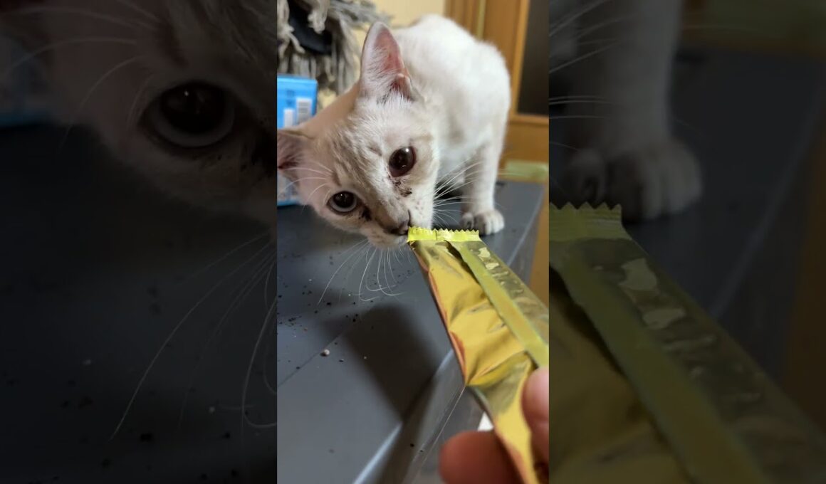 三毛猫ミックス、シャム雫「銀のスプーン三ツ星グルメ、開封して」と、アピールｗ