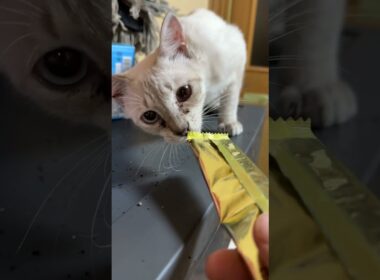 三毛猫ミックス、シャム雫「銀のスプーン三ツ星グルメ、開封して」と、アピールｗ