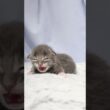生後10日メインクーン赤ちゃんの厨子王