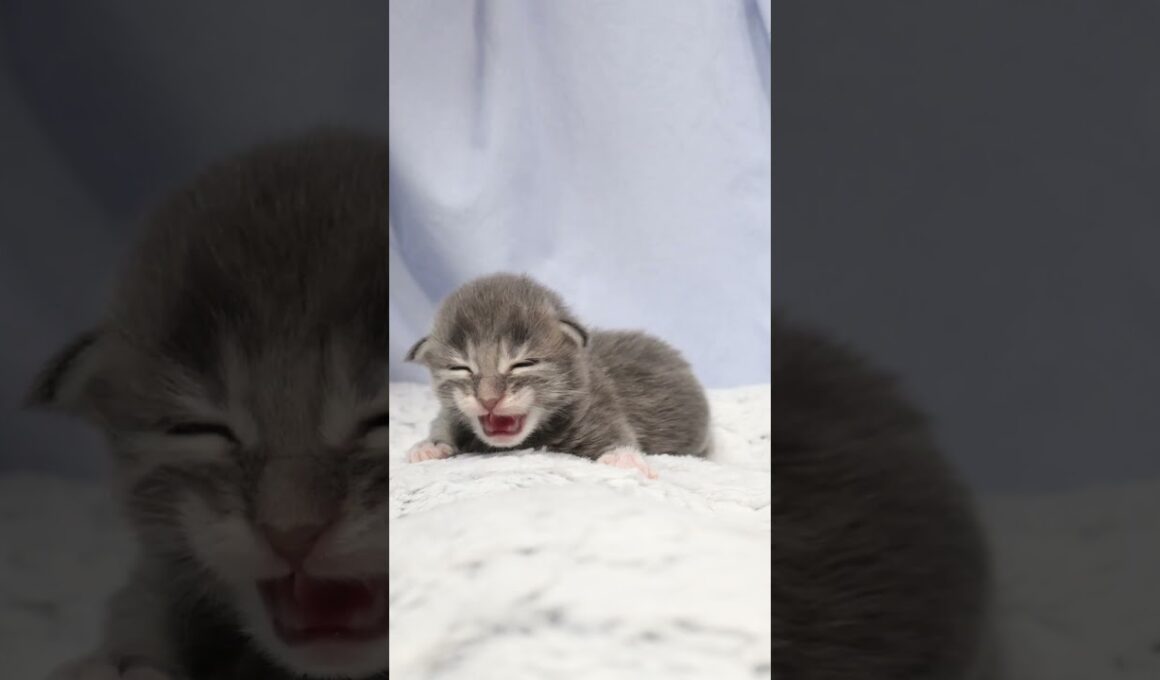 生後10日メインクーン赤ちゃんの厨子王