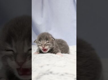 生後10日メインクーン赤ちゃんの厨子王