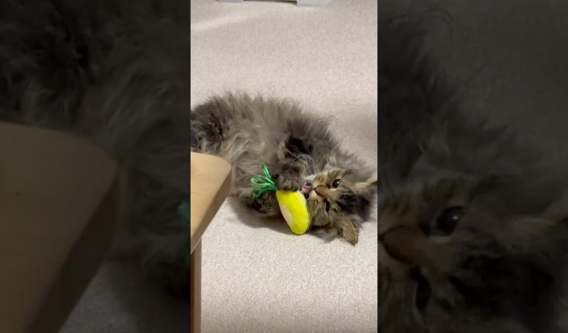 かみかみおもちゃで遊ぶ猫くうちゃん#cat #スクーカム #猫のいる暮らし #猫好きさんと繋がりたい