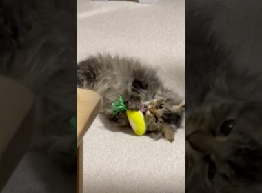 かみかみおもちゃで遊ぶ猫くうちゃん#cat #スクーカム #猫のいる暮らし #猫好きさんと繋がりたい