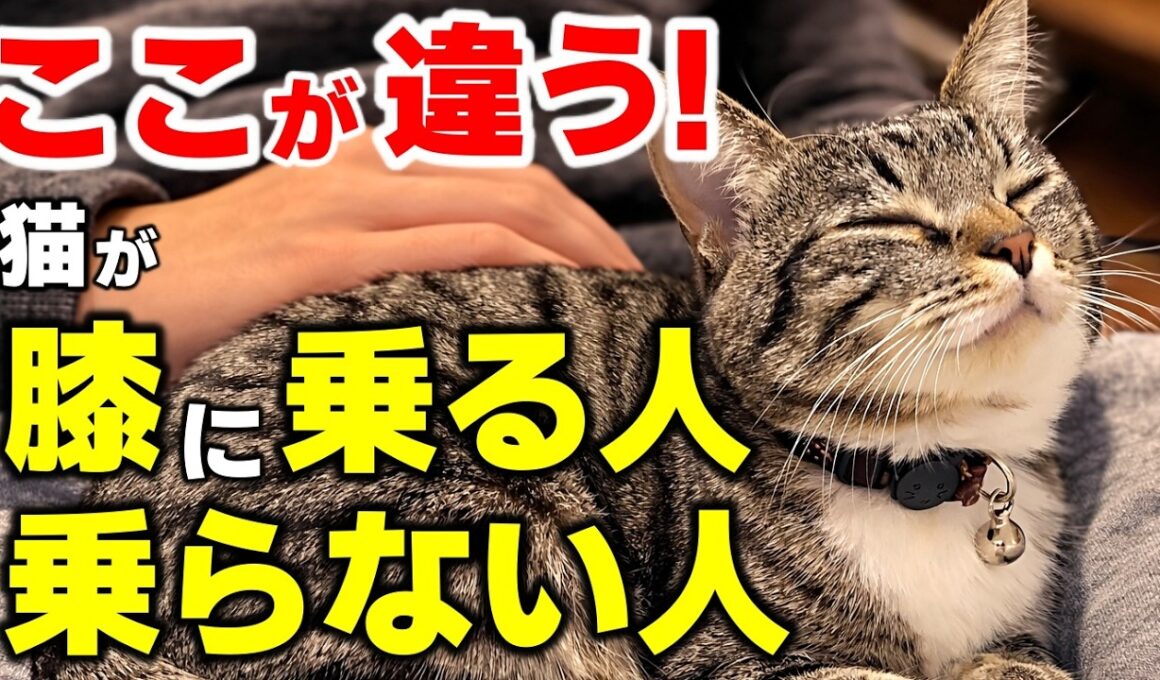 実は理由があった…猫が膝に乗る人と絶対乗らない人の5つの決定的な違い