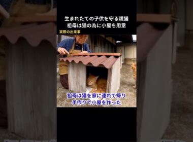 祖母が猫の為に作った小さな家！ #保護猫