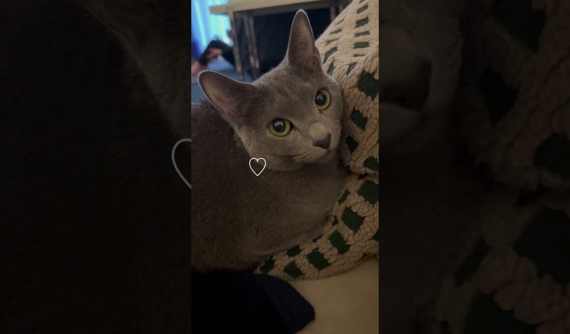 箱座りが丸くて可愛い猫【ロシアンブルーのちょんたん】#猫 #猫のいる暮らし #cat #ねこ #ネコ #猫のいる生活 #ロシアンブルー #shortvideo #short #short