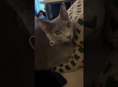 箱座りが丸くて可愛い猫【ロシアンブルーのちょんたん】#猫 #猫のいる暮らし #cat #ねこ #ネコ #猫のいる生活 #ロシアンブルー #shortvideo #short #short