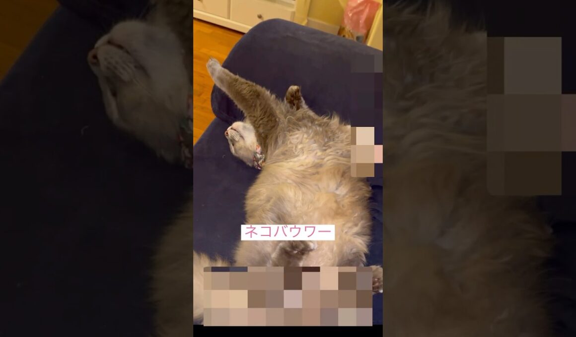 ネコバウワー #ねこ動画 #アメリカンカール