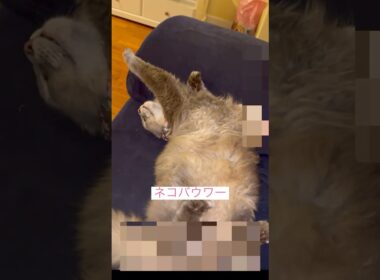 ネコバウワー #ねこ動画 #アメリカンカール