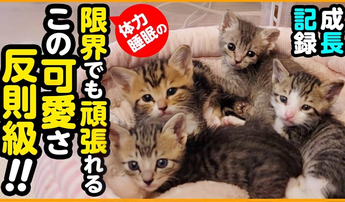 【子猫保護】6匹のミルクっ子たち成長記録＆パパママ奮闘記！この可愛さはもう、寝れなくてもいい...ww