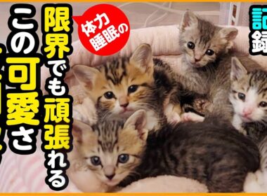 【子猫保護】6匹のミルクっ子たち成長記録＆パパママ奮闘記！この可愛さはもう、寝れなくてもいい...ww