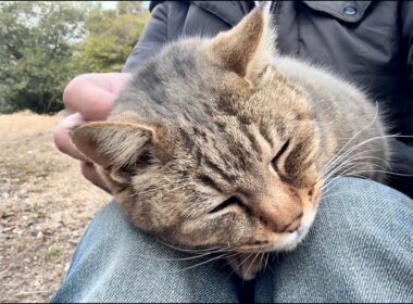 散歩が嬉しくて堪らない鳴き声のかわいい女子キジ猫ちゃん膝の上