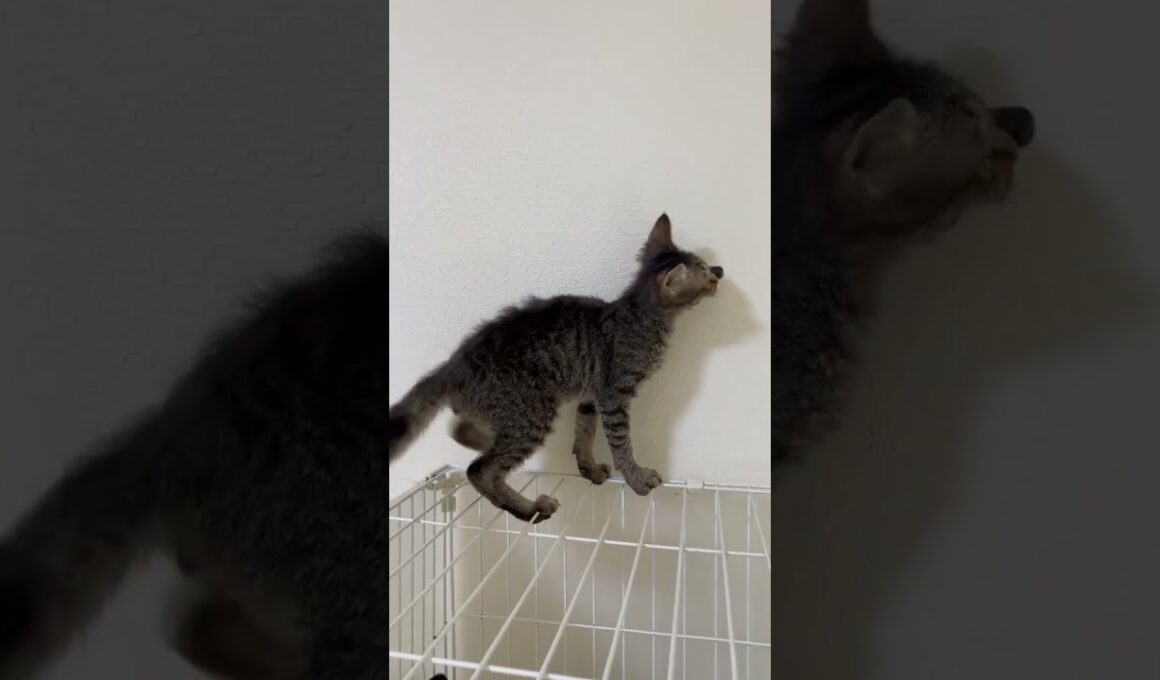 ラパーマ ゆるふわ巻き毛のラパーマ男の子♡