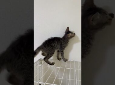 ラパーマ ゆるふわ巻き毛のラパーマ男の子♡