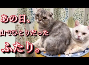 【山に遺棄】【奇跡】【保護猫】別々の山でひとりぼっちでいた猫が出会い家族になった物語。