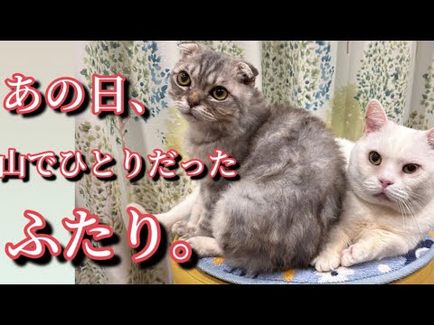 【山に遺棄】【奇跡】【保護猫】別々の山でひとりぼっちでいた猫が出会い家族になった物語。