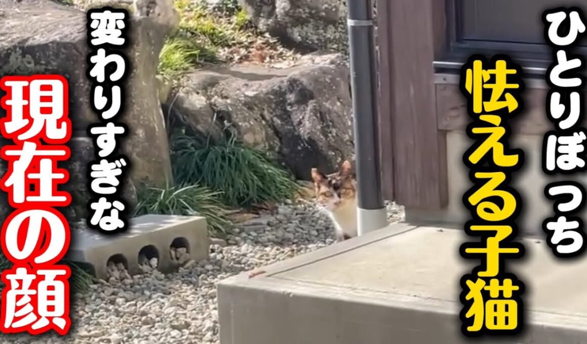 鋭い眼差しで怯えていた子猫が違う猫になりました