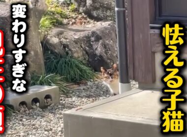 鋭い眼差しで怯えていた子猫が違う猫になりました