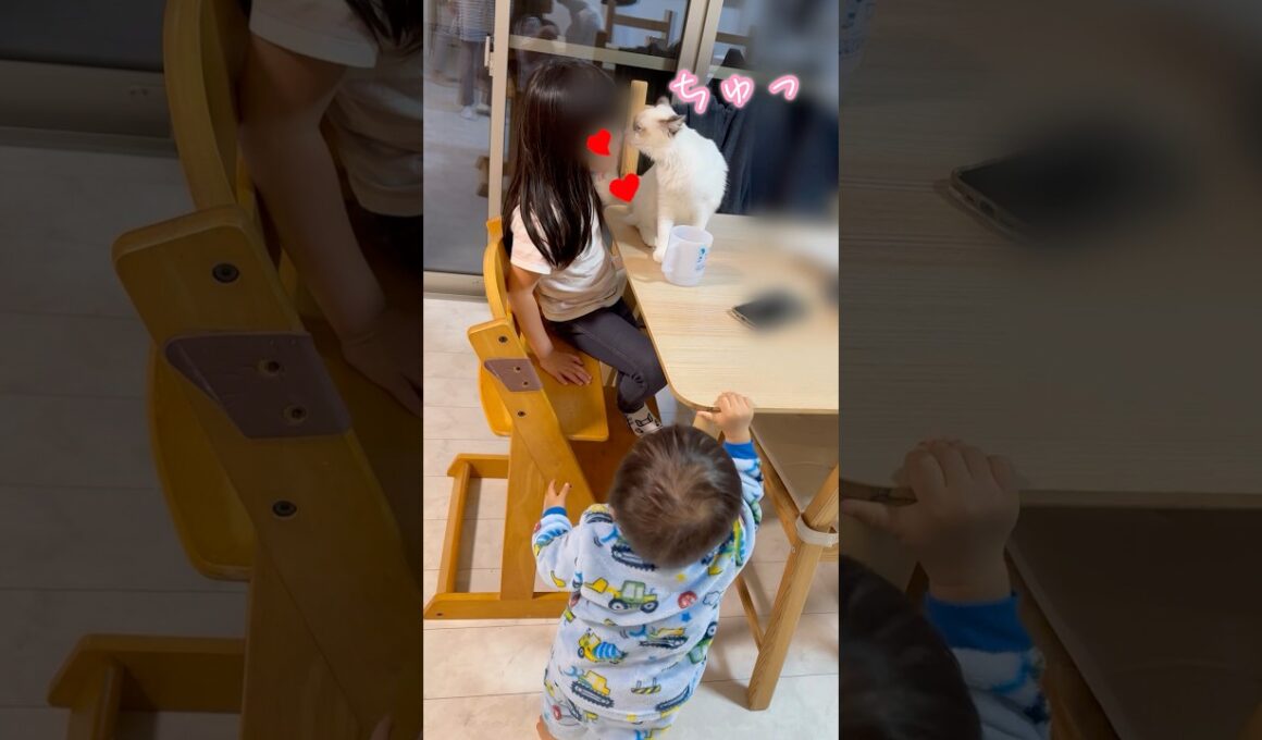 姉たんと僕の対応が違うじょ👶🏻‼️ #1歳 #baby #保護猫  #ラグドール