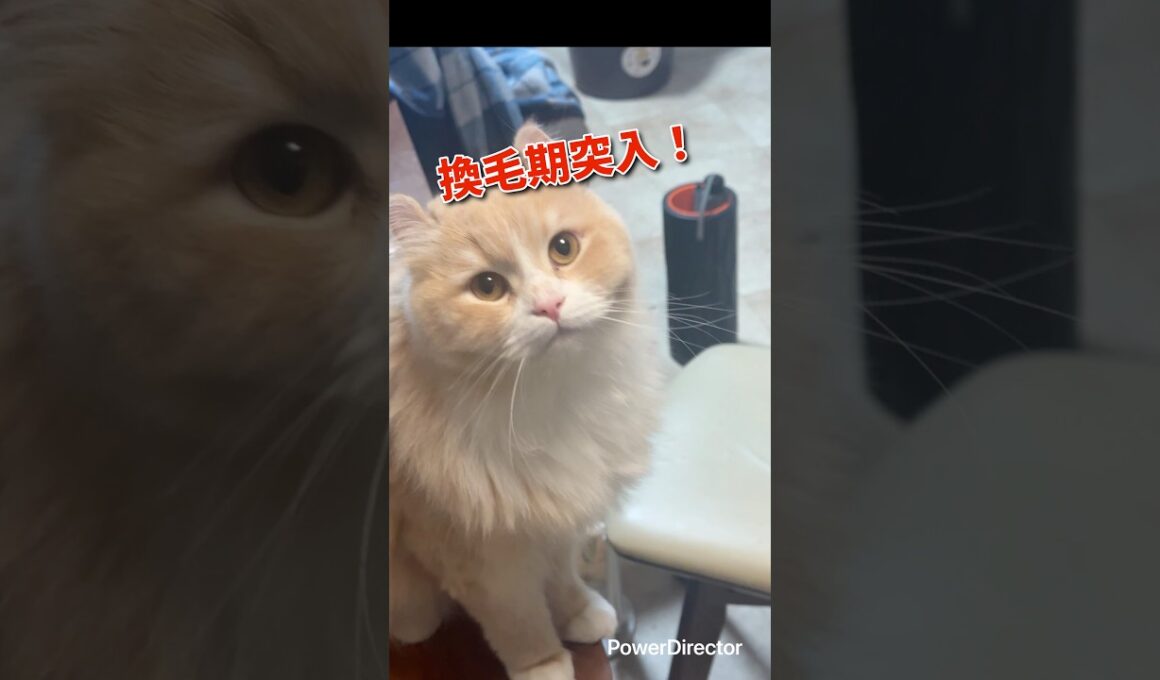 アメリカンカールのマロン 春のトリミング #shorts