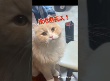 アメリカンカールのマロン 春のトリミング #shorts