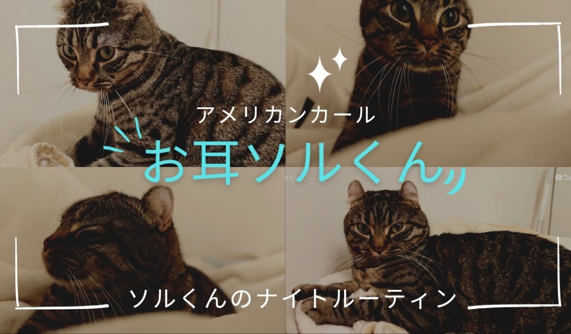 【アメリカンカール】ソルくんの夜