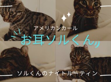 【アメリカンカール】ソルくんの夜